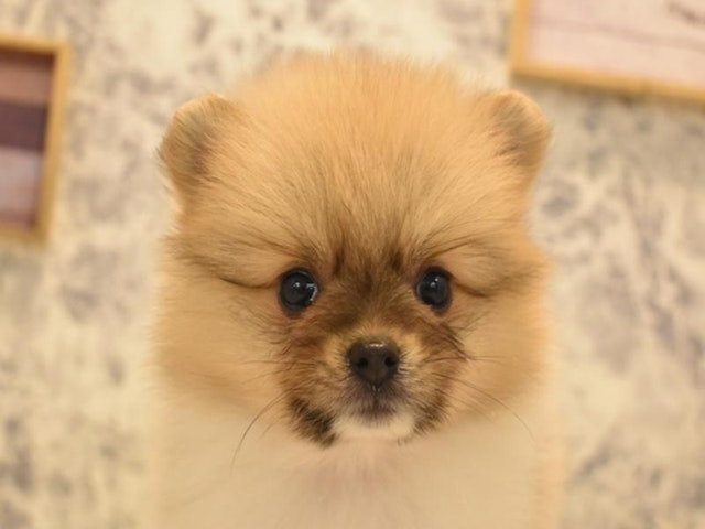 神奈川県のポメラニアン (ペッツワン三浦店/2024年5月20日生まれ/女の子/パーティーカラー)の子犬